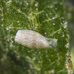 Bulla occidentalis Common West-Indian Bubble observée en Guadeloupe.