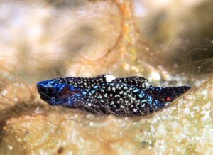 Camachoaglaja mariagordae, observée en Guadeloupe. Caribbean.