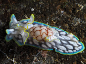 Micromelo undatus (bulle zigzag) en Guadeloupe.