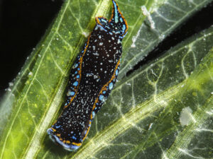 Camachoaglaja berolina, guadeloupe, caribbean, aglaja berolina.