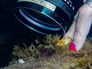 Micromelo undatus (bulle zigzag) en Guadeloupe.