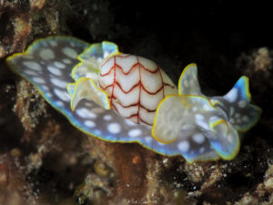 Micromelo undatus (bulle zigzag) en Guadeloupe.