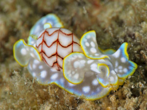 Micromelo undatus (bulle zigzag) en Guadeloupe.