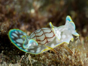 Micromelo undatus (bulle zigzag) en Guadeloupe.