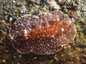 Carminodoris hansrosaorum