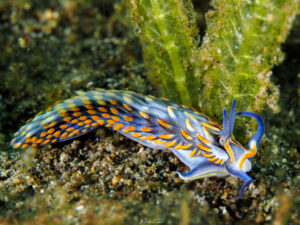 Cerberille à franges dorées - Cerberilla potiguara limace de mer observée en Guadeloupe. Gold-fringed Cerberilla nudibranch Caribbean Sea.