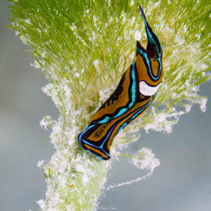 Céphalaspide sangsue -Chelidonura hirundinina limace de mer observée en Caraïbe, en Guadeloupe.