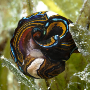 Céphalaspide sangsue -Chelidonura hirundinina en accouplement limace de mer observée en Caraïbe, en Guadeloupe.