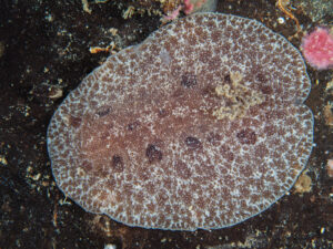 Discodoris branneri observée en Guadeloupe.