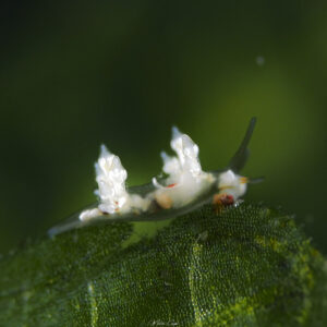 Eubranchus sp.