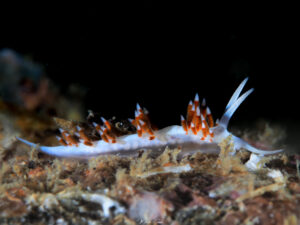 Flabellina dushia