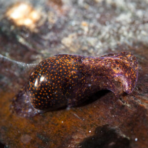 Haminoe antillarum observée en Guadeloupe.