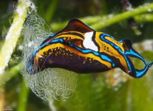 Céphalaspide sangsue -Chelidonura hirundinina en ponte limace de mer observée en Caraïbe, en Guadeloupe.