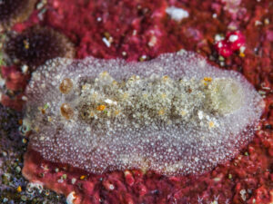 Sclerodoris worki observée en Guadeloupe.