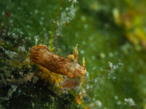 Trapania maringa