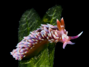 Babakina anadoni observée en Guadeloupe. Gaudy aeolid nudibranch from Caribbean.