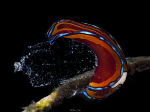 Céphalaspide sangsue -Chelidonura hirundinina limace de mer observée en Caraïbe, en Guadeloupe.