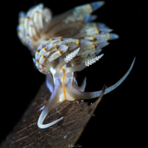 Dondice occidentalis observée en Guadeloupe. Nudibranch from Caribbean.