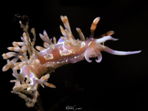 Flabellina engeli - Engel's flabellina. Limace de mer observée en Guadeloupe. Nudibranch from Caribbean.