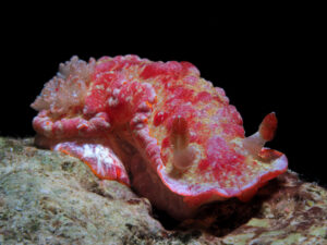 Hexabranchus morsomus