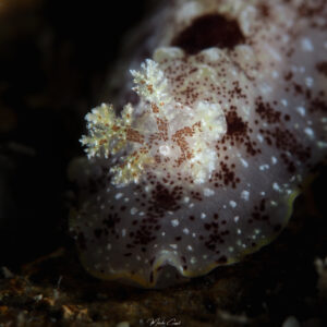 Doris des antilles - Aphelodoris antillensis observé en Guadeloupe Mélodie Caussat