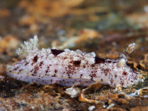 Doris des antilles - Aphelodoris antillensis observé en Guadeloupe Mélodie Caussat