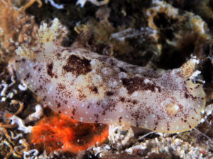 Doris des antilles - Aphelodoris antillensis observé en Guadeloupe Mélodie Caussat