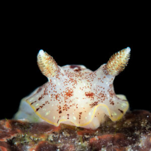 Doris des antilles - Aphelodoris antillensis observé en Guadeloupe Mélodie Caussat