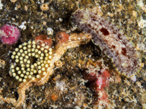 Doris des antilles - Aphelodoris antillensis observé en ponte en Guadeloupe Mélodie Caussat