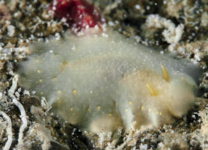 Cadlina rumia observée en Guadeloupe.