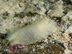 Cadlina rumia observée en Guadeloupe.