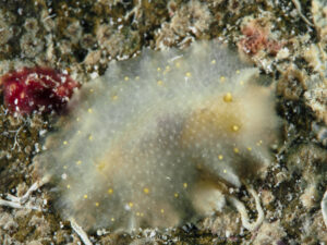 Cadlina rumia observée en Guadeloupe.