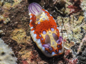 Felimida clenchi observée en Guadeloupe. 