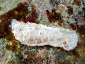 Hexabranchus morsomus - Danseuse des Caraïbes - Caribbean spanish dancer - observée en Guadeloupe