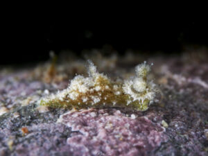 Polycera herthae observée en Guadeloupe. 