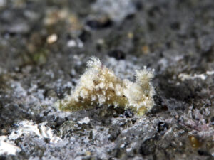 Polycera herthae observée en Guadeloupe. 