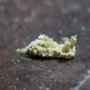 Polycera herthae observée en Guadeloupe. 