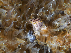 Doris des antilles - Aphelodoris antillensis observé en Guadeloupe Mélodie Caussat