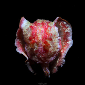 Hexabranchus morsomus - Danseuse des Caraïbes - Caribbean spanish dancer - observée en Guadeloupe