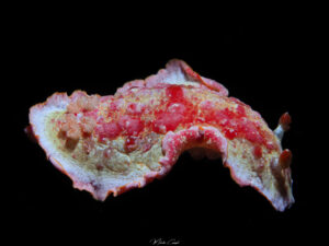 Hexabranchus morsomus - Danseuse des Caraïbes - Caribbean spanish dancer - observée en Guadeloupe