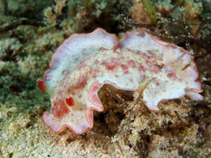 Hexabranchus morsomus - Danseuse des Caraïbes - Caribbean spanish dancer - observée en Guadeloupe