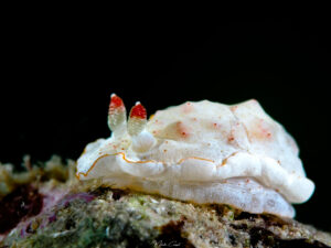 Hexabranchus morsomus - Danseuse des Caraïbes - Caribbean spanish dancer - observée en Guadeloupe