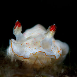 Hexabranchus morsomus - Danseuse des Caraïbes - Caribbean spanish dancer - observée en Guadeloupe