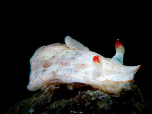 Hexabranchus morsomus - Danseuse des Caraïbes - Caribbean spanish dancer - observée en Guadeloupe